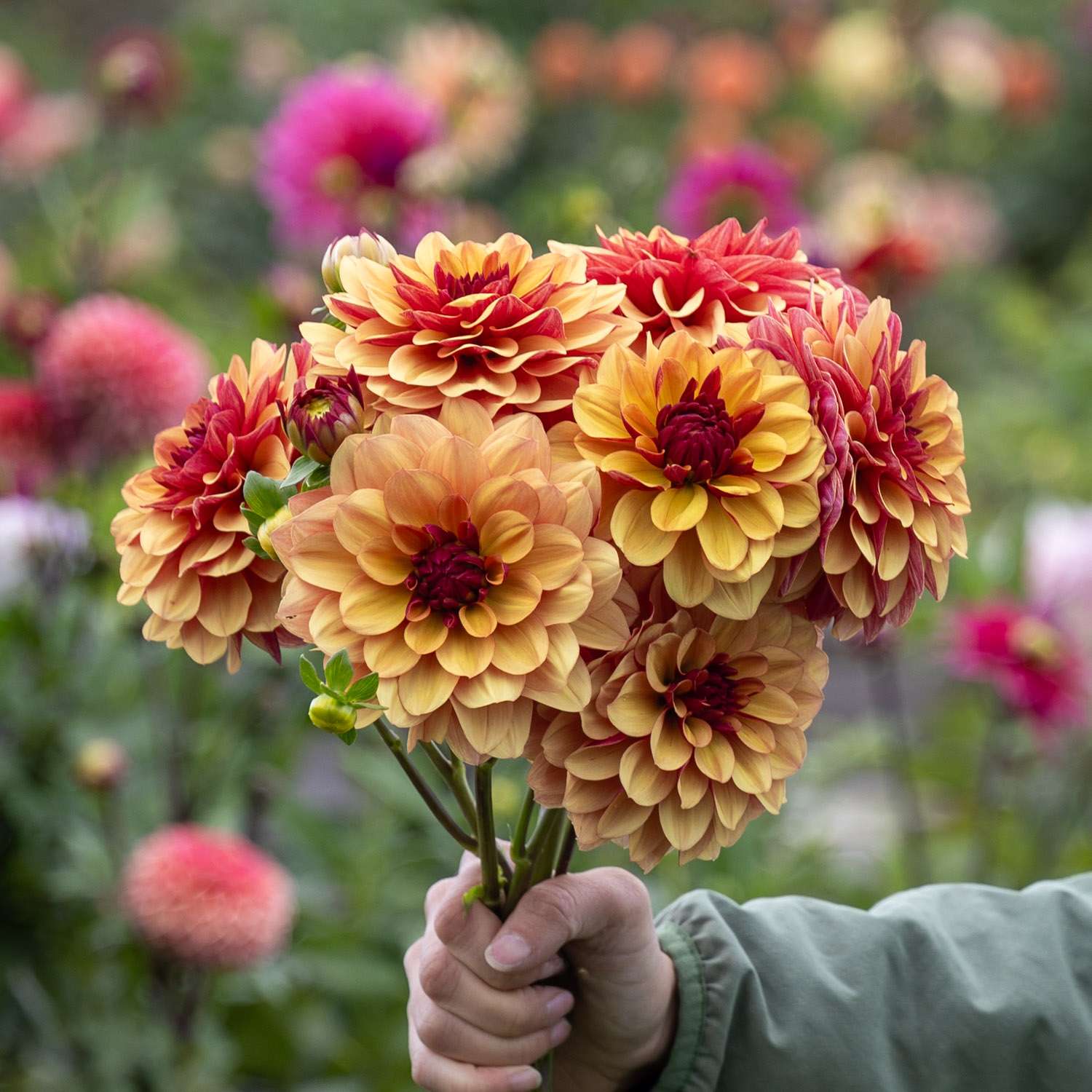 Dahlia 'Creme de Cognac'